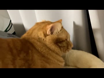 なでられるのが好きなマロン