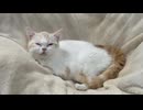 ハンモックでくつろぐ猫さん