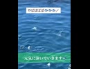 養殖ブリは絶対に食べない！ワクチン打った魚は危険だから