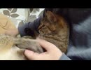 拾いねこ＠生後4963/888日目　今月の爪切り！