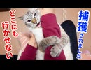 猫が離してくれないのでハロウィンパーティーに行くのを諦めました