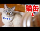 猫缶への興味が隠しきれない猫がかわいすぎた