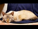 うちの猫が嘔吐しました