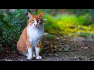 女王猫、公園に帰る