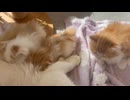 おっばいを飲む子猫達と様子を見ている子猫