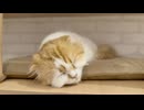 椅子で寝ているオーレ