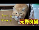 やっぱり間違える【元野良猫】