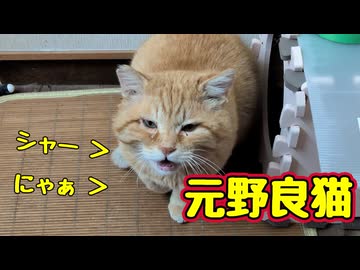 やっぱり間違える【元野良猫】