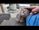 港街の神社へ向かってたら猫が全力ダッシュで迎えに来たんだがｗ