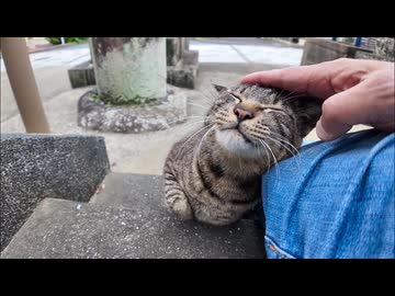 港街の神社へ向かってたら猫が全力ダッシュで迎えに来たんだがｗ