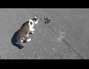 散歩中に蛇に遭遇する猫