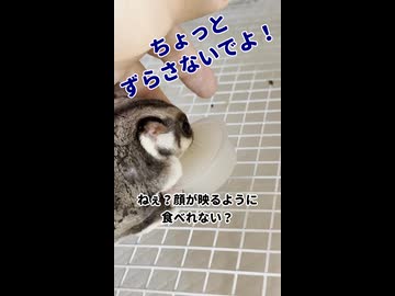 【前は痩せろって言ってたのに□】 おやつの時間にゼリーを食べて、冬場で減った体重をパンプアップ！ #フクロモモンガ #おつモモンガ  #shorts