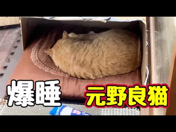 近づいても起きない【元野良猫】