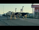 「牛がおる！」「タックルされそうで怖い」牛舎から複数の牛が脱走　道路を塞ぎ一時渋滞　警察も出動しようやく”ご用”