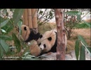 PandapiaLive_2026_3_12