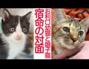 宿命の対面！お利口幼猫vs末っ子娘猫