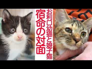 宿命の対面！お利口幼猫vs末っ子娘猫