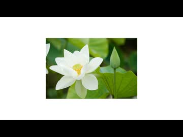 【京町セイカ】上田敏／海潮音より「花のをとめ」【オリジナル／ハインリッヒ・ハイネ／カノン進行ボカロ曲投稿祭2026】
