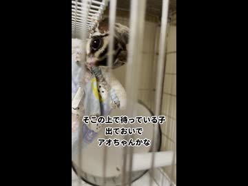 【配信お休みのお詫び】 フクモモ達にはオヤツ与えて機嫌取り！ #フクロモモンガ #おつモモンガ  #shorts