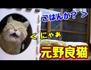 よく おしゃべり するようになりましたが…【元野良猫】