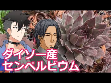 【多肉植物】低音コンビのセンペルビウムチャンネル＃ 9 ダイソーなどで買ったセンペルビウムが増えたので寄せ植えしてみた【ソフトウェアトーク劇場】