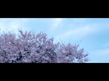 桜色の青へ / 桐野 みーる feat.初音ミク