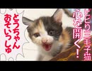 怯える三毛子猫、ついに心を開く！
