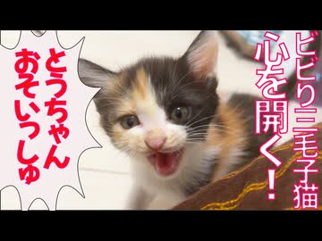 怯える三毛子猫、ついに心を開く！