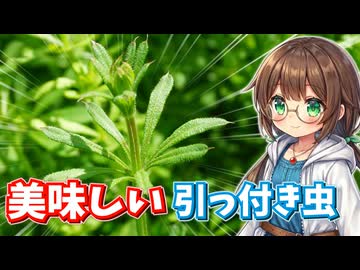 服にくっつく草を採って食べる！