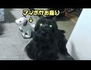 Scobie vs. Aibo?! アイボと対決？ #aibo #dog #アイボ
