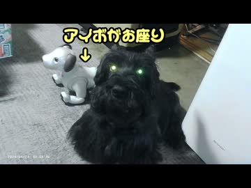 Scobie vs. Aibo?! アイボと対決？ #aibo #dog #アイボ