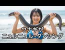ウナギがニュルニュル・ダンシング　Eel Slimy Dancing