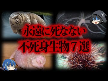 【ゆっくり解説】実在する不死の生物７選
