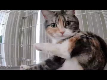 動くカメラに困惑する猫（自動追尾カメラ）