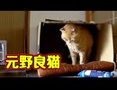 警戒心どこいった？【元野良猫】
