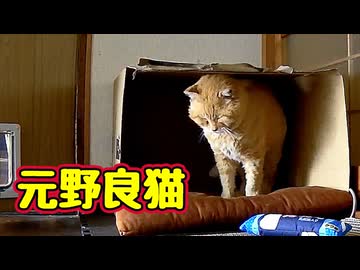 警戒心どこいった？【元野良猫】