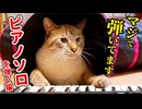 【マジなんです】うちの猫が伴奏に合わせて華麗なピアノソロを弾き始めました＜かわいい暮らしの短編集＞第4弾