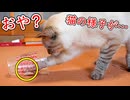 空のカップに_ある仕掛け_を施すと、猫が興奮状態になりました