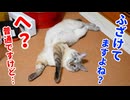 うちの猫の寝相が完全に笑かしにきてる件