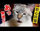 クサすぎる… 自分の大事なとこの匂いを嗅いで放心状態の猫が面白すぎた【フレーメン反応】