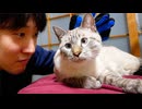 飼い主の友人が初めて猫にブラッシングをしてみた結果…