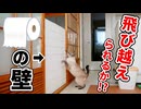 トイレットペーパーの壁を作って部屋を封鎖してみた結果…