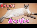 猫のおっぱいを見たことありますか？