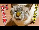 ニャーニャー鳴いて不満を訴える猫が飼い主も驚きの行動を起こしました