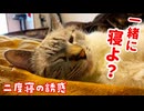 飼い主を起こそうとするも、まんまと二度寝させられちゃった猫がかわいすぎた