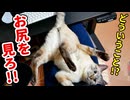 【なぜ…】膝の上でたっぷりと甘えた後、真っ直ぐな目でお尻を見せつけてくる猫