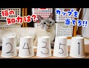 猫はカップに入ったお宝を当てられるのか？