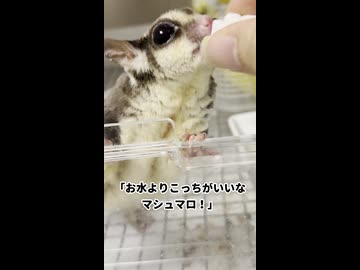 【かぁちゃんのためなら！】 後ろ足が1本無いかぁちゃんのために！ #フクロモモンガ #おつモモンガ  #shorts
