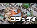 【野鳥観察】丸くてもふもふ！「コジュケイ」をだいたい1分で観察しよう！