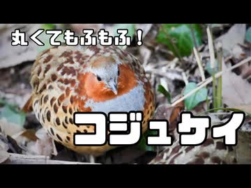 【野鳥観察】丸くてもふもふ！「コジュケイ」をだいたい1分で観察しよう！